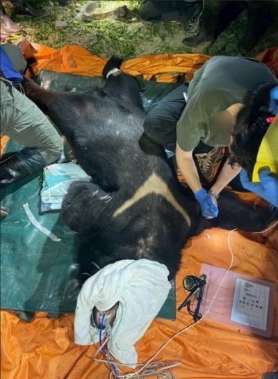 卓溪入侵黑熊再度掠食犬隻 ，巡護隊員險遭攻擊防衛擊槍，黑熊緊急送醫仍不幸身亡，後續協助部落減少人熊衝突。